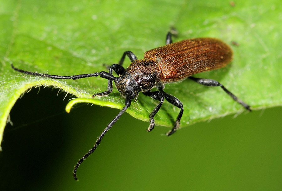 Cerambycidae: Anaesthetis testacea